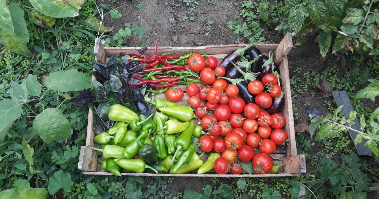 ORGANIC Certification